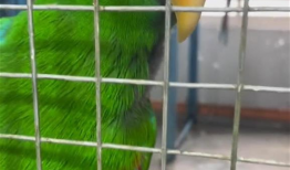 鹦鹉说话视频,视频揭秘神奇语言能力
